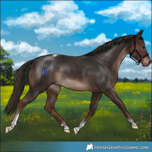 Horse Color:Liver Chestnut Tobiano Rabicano
