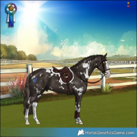 Horse Color:White Spotted Liver Chestnut Sabino Splash 