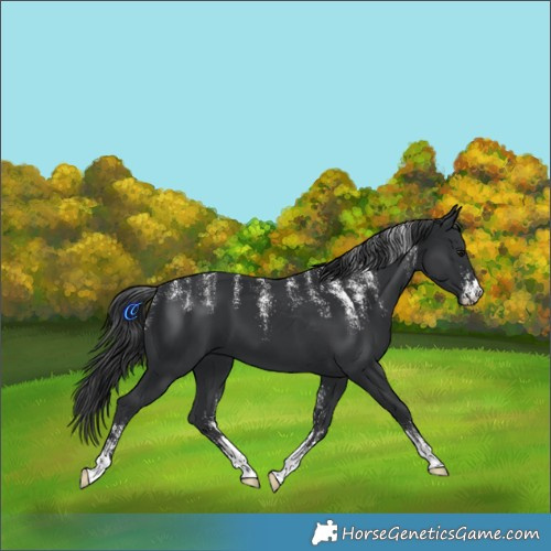 Horse Color:Powder White Black