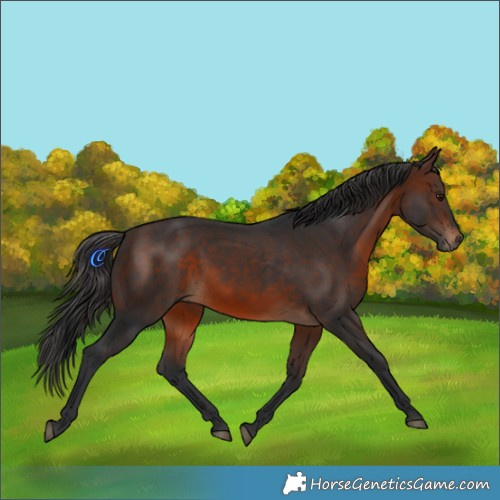 Horse Color:Brown Rabicano