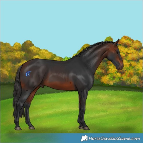 Horse Color:Bay Rabicano
