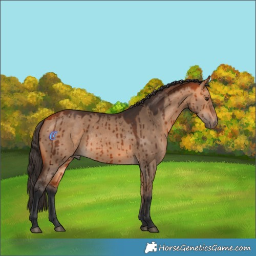 Horse Color:Bay Dun Rabicano Brindle