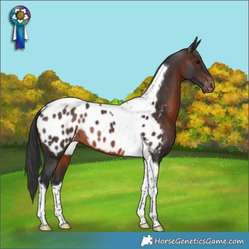 Horse Color:Brown Tobiano Appaloosa Rabicano