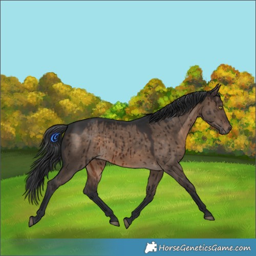 Horse Color:Brown Dun Rabicano Brindle
