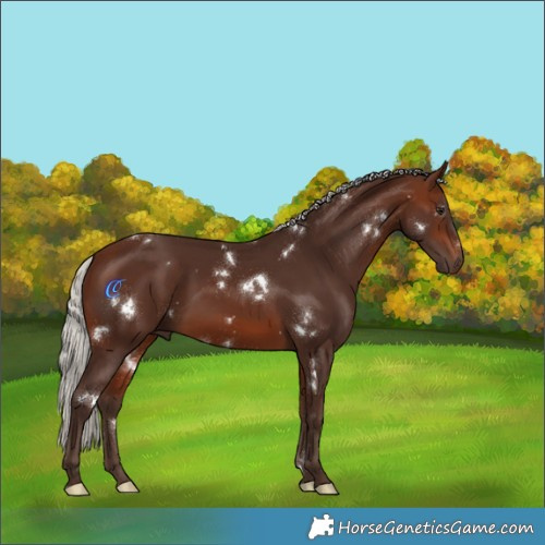 Horse Color:White Spotted Silver Brown Rabicano