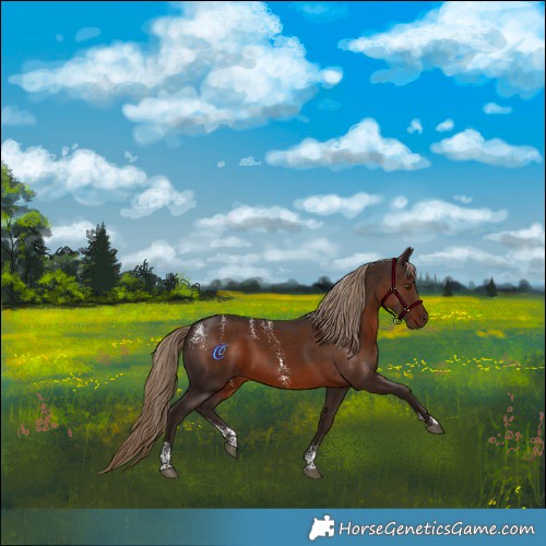 Horse Color:Powder White Liver Chestnut