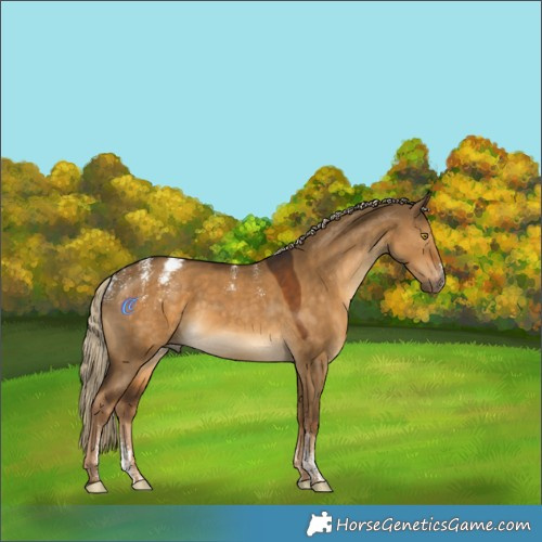 Horse Color:Powder White Gray Chocolate Palomino Dun Appaloosa Rabicano