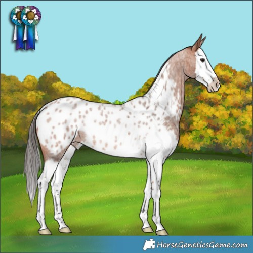 Horse Color:Bay Roan Splash Appaloosa Rabicano