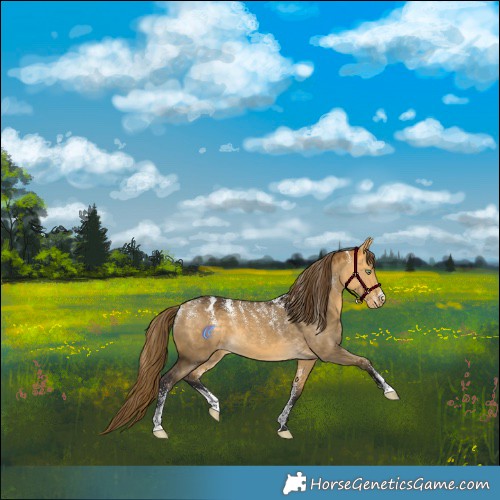 Horse Color:Powder White Buckskin Dun Appaloosa
