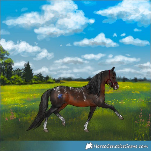 Horse Color:Powder White Gray Brown