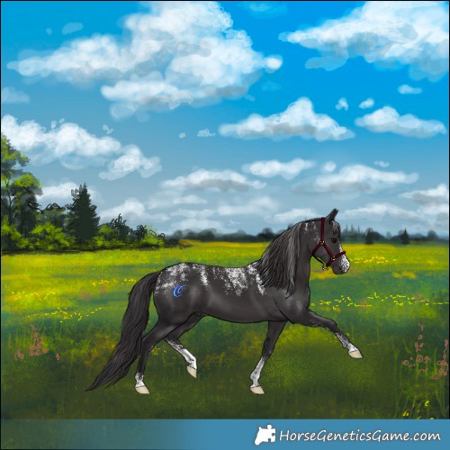 Horse Color:Powder White Smoky Black 