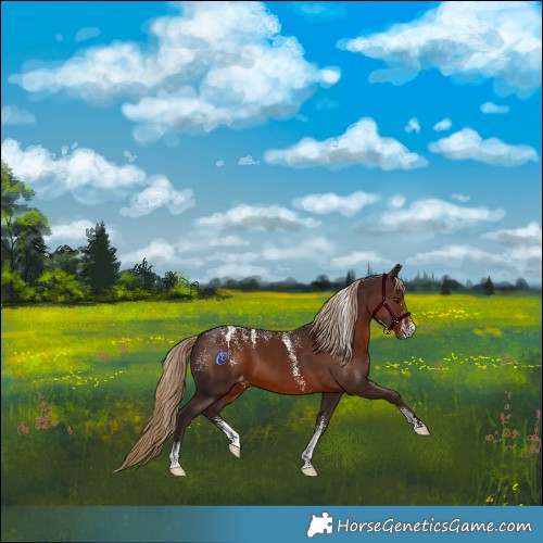 Horse Color:Powder White Liver Chestnut Appaloosa 