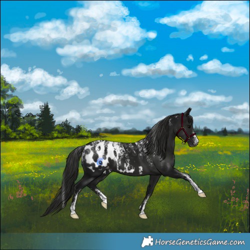Horse Color:Powder White Gray Smoky Black Appaloosa 