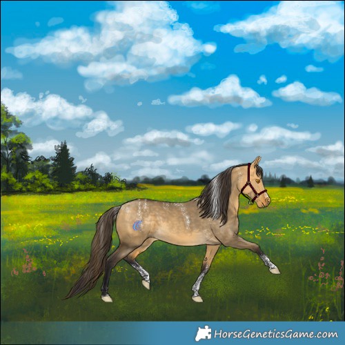 Horse Color:Powder White Buckskin Dun 