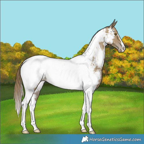 Horse Color:Classic Cream Champagne Tobiano Appaloosa Rabicano 