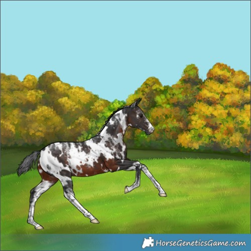 Horse Color:Powder White White Spotted Brown