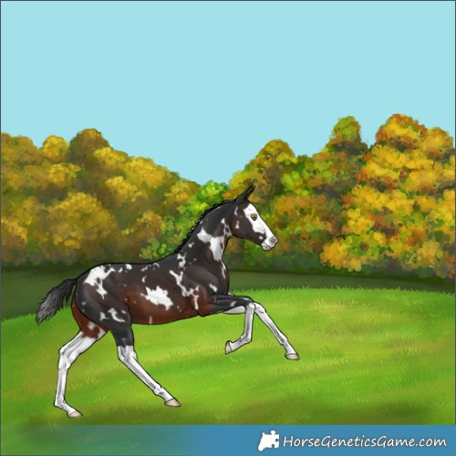 Horse Color:White Spotted Brown Splash