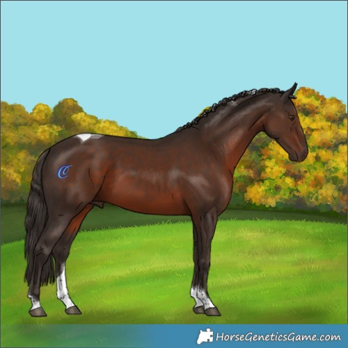 Horse Color:Liver Chestnut Tobiano