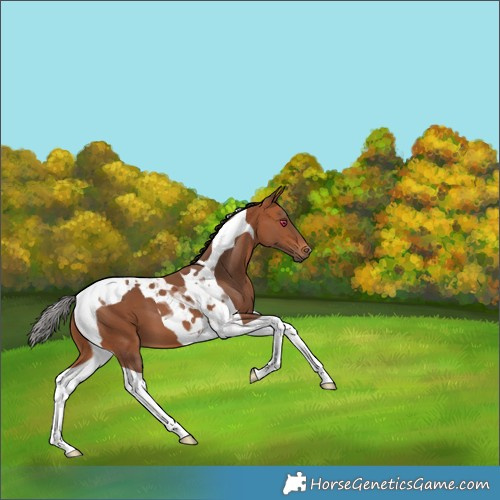 Horse Color:Bay Tobiano