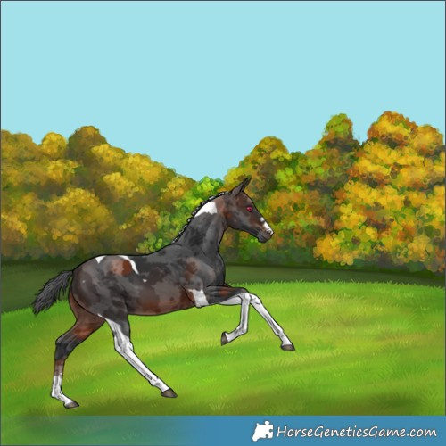 Horse Color:Brown Merle Tobiano 