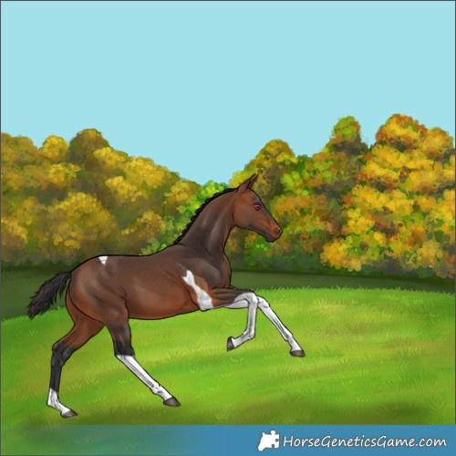Horse Color:Bay Tobiano