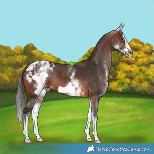 Horse Color:White Spotted Brown Splash Frame Blanket 
