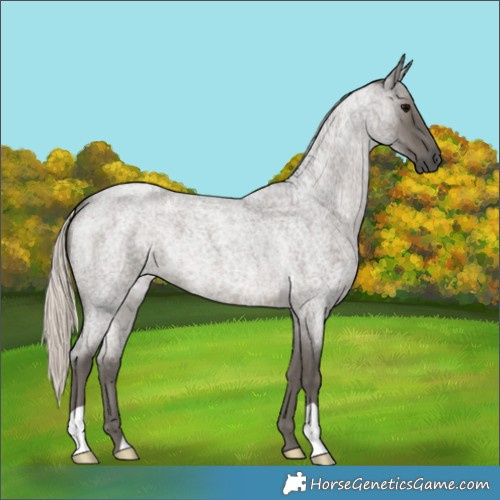 Horse Color:Silver Blue Roan 