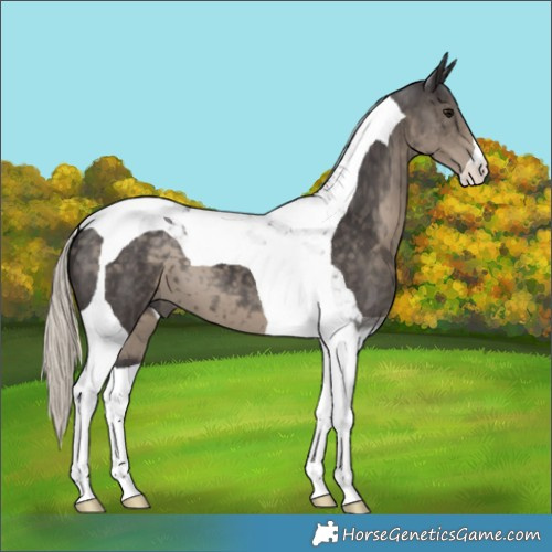 Horse Color:Silver Smoky Black Tobiano