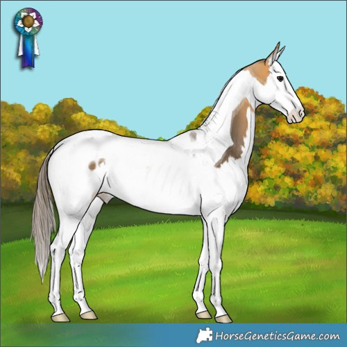 Horse Color:Buckskin Splash Tobiano Appaloosa Rabicano