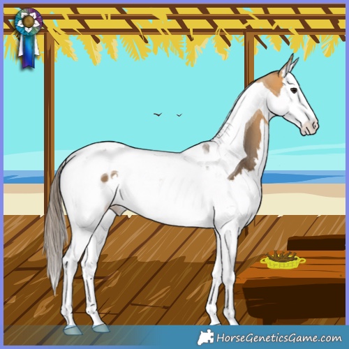 Horse Color:Buckskin Splash Tobiano Blanket Rabicano 