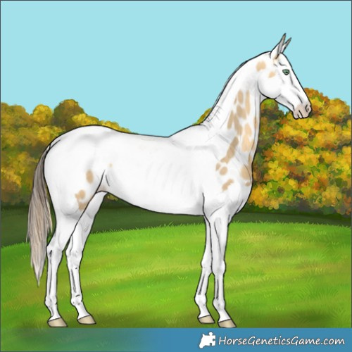 Horse Color:Sable Cream Champagne Dun Splash Tobiano Leopard 