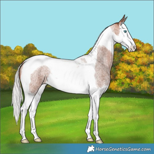 Horse Color:Silver Bay Roan Splash Tobiano Rabicano 