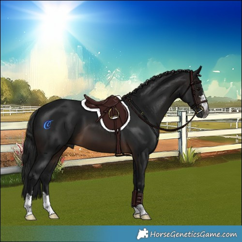 Horse Color:Gray Brown 