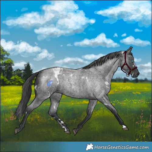 Horse Color:White Spotted Blue Roan Merle Rabicano 