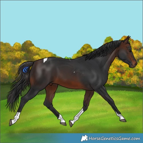 Horse Color:Brown Tobiano 