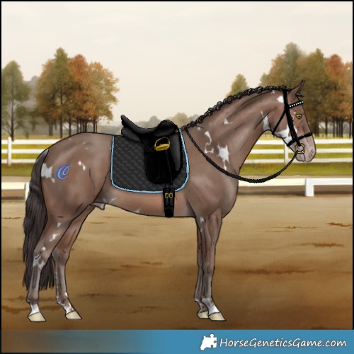Horse Color:White Spotted Sable Champagne Sabino 