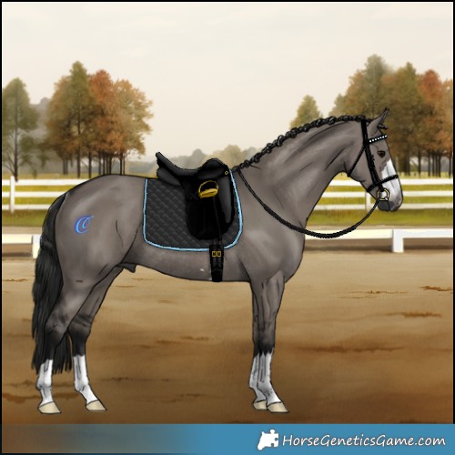 Horse Color:Gray Grullo Rabicano 