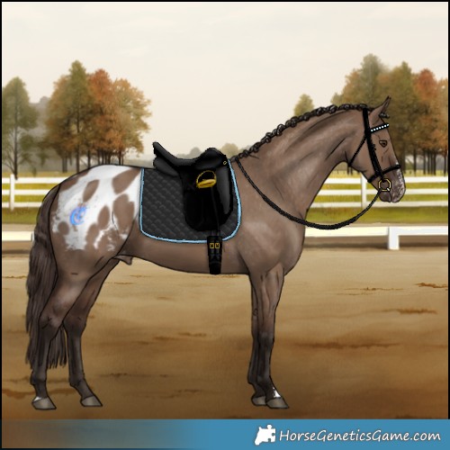 Horse Color:Liver Red Dun Sabino Blanket Rabicano 