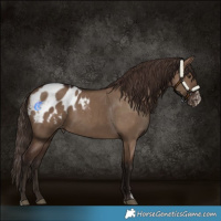 Horse Color:Liver Red Dun Sabino Blanket Rabicano 