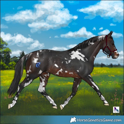 Horse Color:White Spotted Brown Rabicano