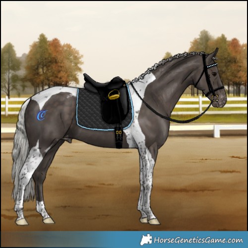 Horse Color:Silver Black Tobiano Skewed LP Spotted