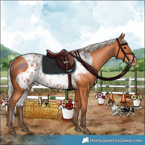 Horse Color:Silver Bay Skewed LP Spotted 