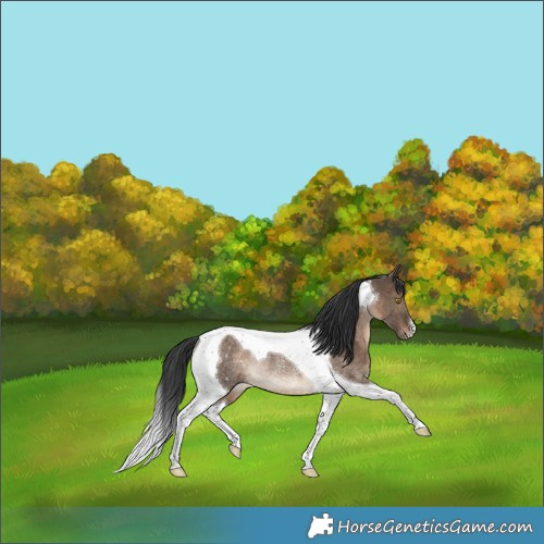 Horse Color:Brown Dun Tobiano Rabicano 