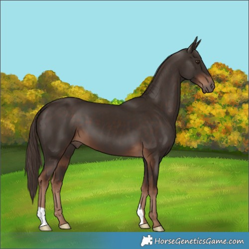 Horse Color:Liver Chestnut