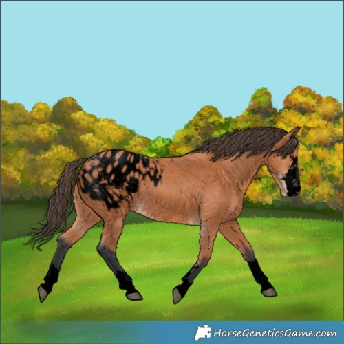 Horse Color:Void Bay Appaloosa