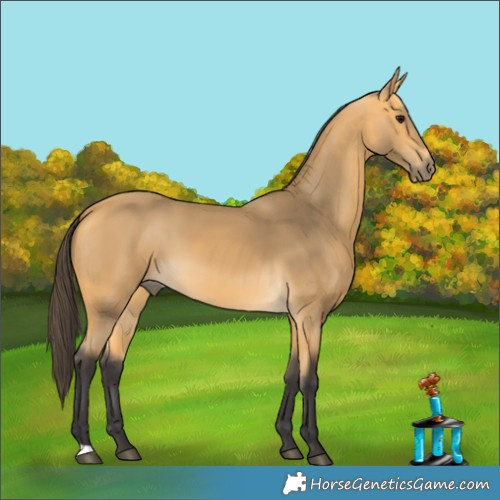 Horse Color:Buckskin