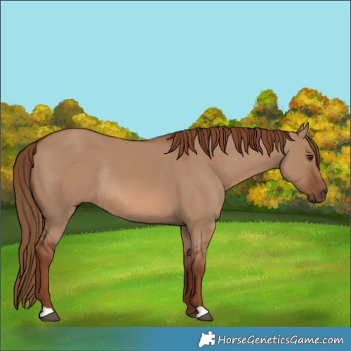 Horse Color:Red Dun Rabicano