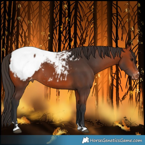 Horse Color:Bay Snowcap 