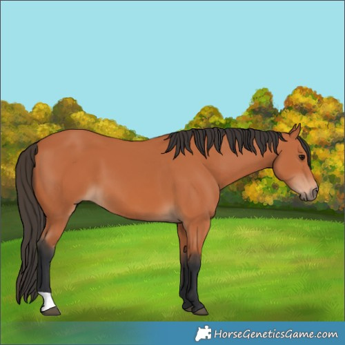 Horse Color:Bay 