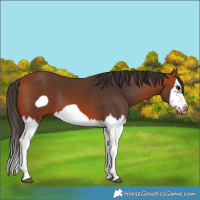Horse Color:Bay Splash Frame
